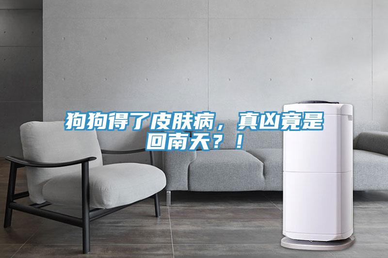 狗狗得了皮膚病，真兇竟是回南天？！