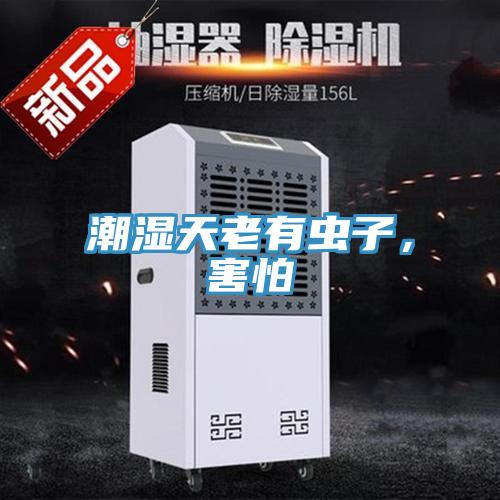 潮濕天老有蟲子,害怕