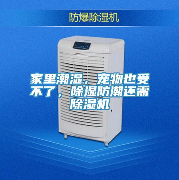 家里潮濕，寵物也受不了，除濕防潮還需除濕機